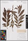 Foto von Salix daphnoides Vill.